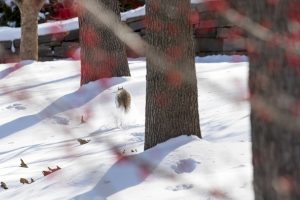 Squirrel hopping through the snow on Jan. 9, 2017. (Sean Flynn/UConn Photo)