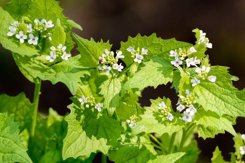 Garlic mustard (Alliaria petiolata) with white flowers. (Getty Images)