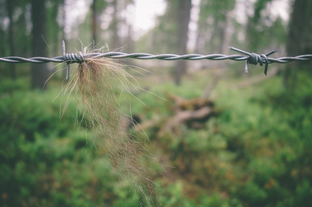 Black bear hair sample on a barbed wire fence. (Source: CLEAR Website)