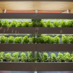 The newly renovated Putnam Refectory dining hall includes an area for growing fresh herbs. (Ryan Glista/UConn Photo)