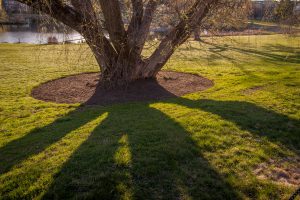 Shadows of a tree near Mirror Lake. (Sean Flynn/UConn Photo)