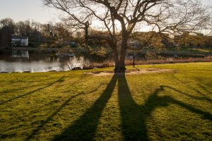 Shadows of a tree beside Mirror Lake. (Sean Flynn/UConn Photo)