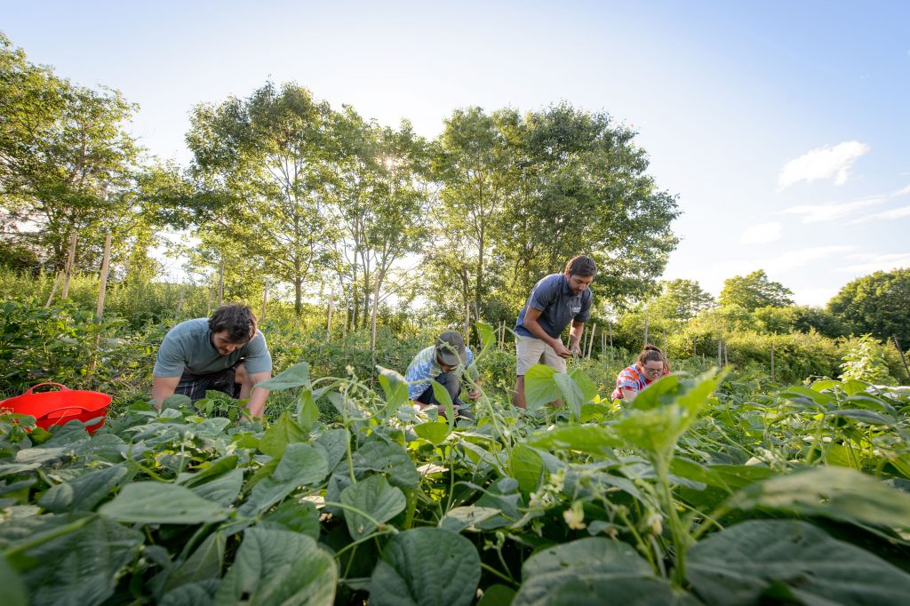 At UConn’s Spring Valley Farm, students grow vegetables to sell to the community. (Peter Morenus/UConn Photo)