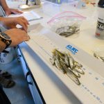 All adult Silversides used to produce new offspring are measured and preserved. (Peter Morenus/UConn Photo)