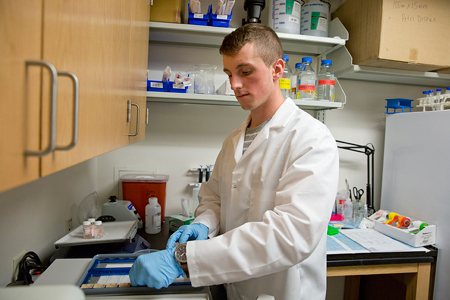 Chimileski prepares samples for in-situ hybridization, a technique used to visualize gene expression within full, intact brain sections.