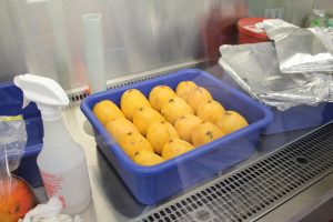 Mangoes in Mary Anne Amalardjou's lab at UConn.