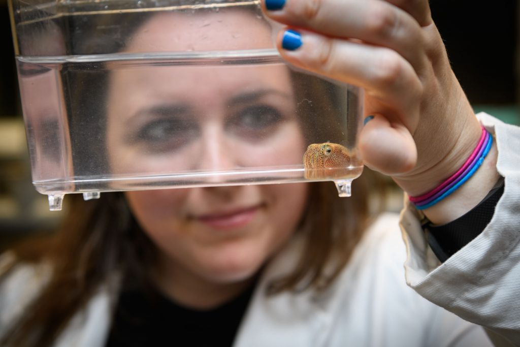 Sarah McAnulty with a squid in a lab at the Torrey Life Sciences Building. (Peter Morenus/UConn Photo)