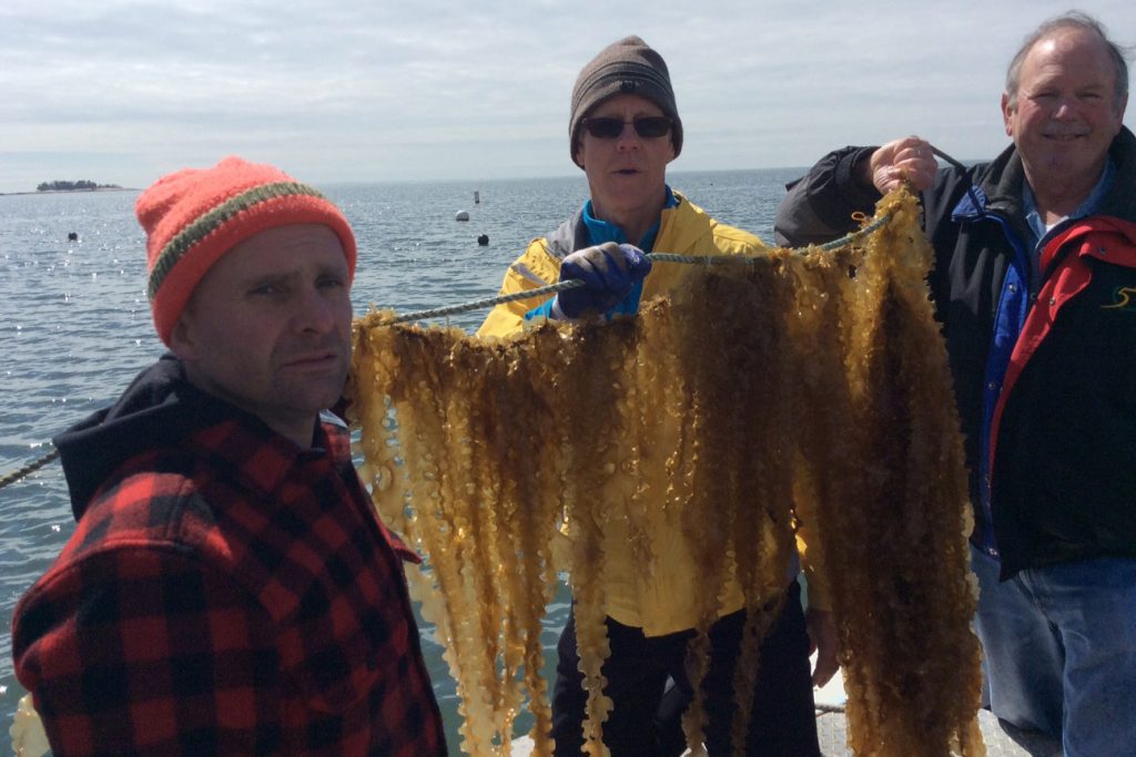From left, Bren Smith of GreenWave, Scott Lindell of Woods Hole, and UConn biologist Charles Yarish, hold up a rack of seaweed.