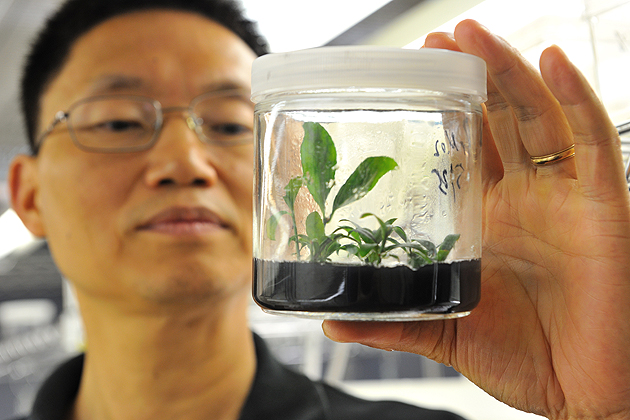 Yi Li, professor of plant science and landscape architecture with a burning bush plant at his lab, on August 9, 2011.