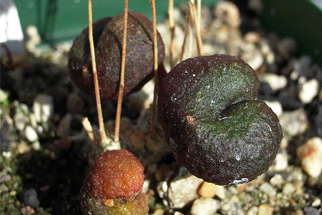 Tylecodon opelii, a tiny quartz-gravel dwelling species found in the northern part of South Africa's Western Cape Province.