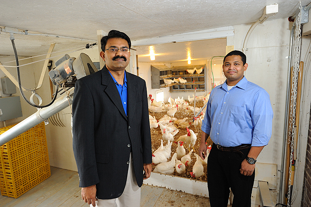 Kumar Venkitanarayanan, professor of animal science and Anup Kollanoor Johny, a postdoctoral fellow in animal science, with chickens at the Poultry Unit on Horsebarn Hill Road on Nov. 29, 2011. (Peter Morenus/UConn Photo)