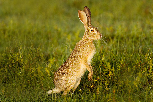 Alert? Drowsy? This rabbit photographed on the Serengeti Plain, clearly very alert, just escaped capture by a big cat. (Roger N. Clark photo)