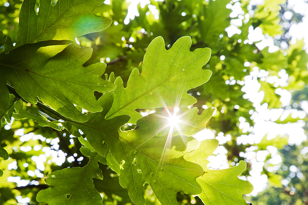 Photo of oak leaves and the sun shining through them.