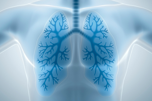3D illustration of lungs
