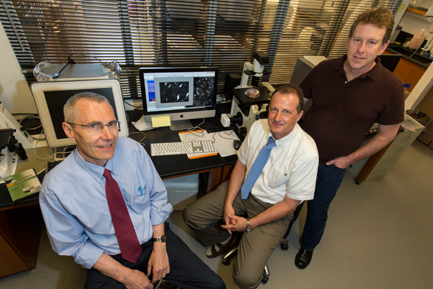 Urs Boelsterli, left, Winfried Krueger, and Theodore Rasmussen in a stem cell research lab at the Physics/Biology Building on Aug.29, 2012. (Peter Morenus/UConn Photo)