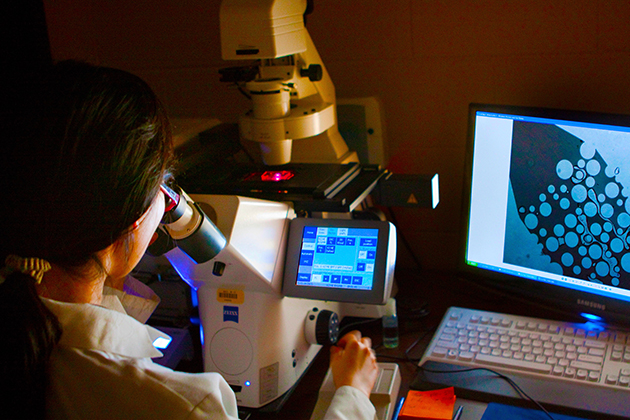 A Ph.D. student pursues her research in the lab. (Christopher LaRosa/UConn Photo)