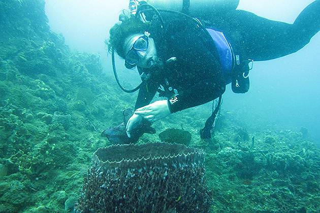 Marcy Balunas collecting a marine cyanobacterium from inside a large sponge i Portobelo National Park in Panama. (Photo courtesy of Marcy Balunas)