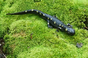 Salamander Study May Change Scientific View of Importance of Evolution ...