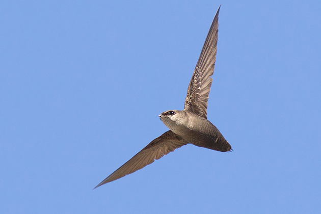 A Chimney swift, sometimes referred to as a flying cigar. (Michael Veltri Photo)