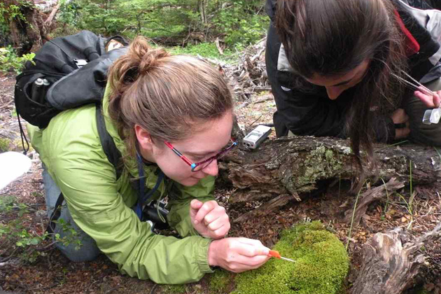 Graduate student Lily Lewis points out the specialized reproductive parts of the southern hemisphere moss, Leptotheca gaudichaudii. (Photo courtesty of Lily Lewis)
