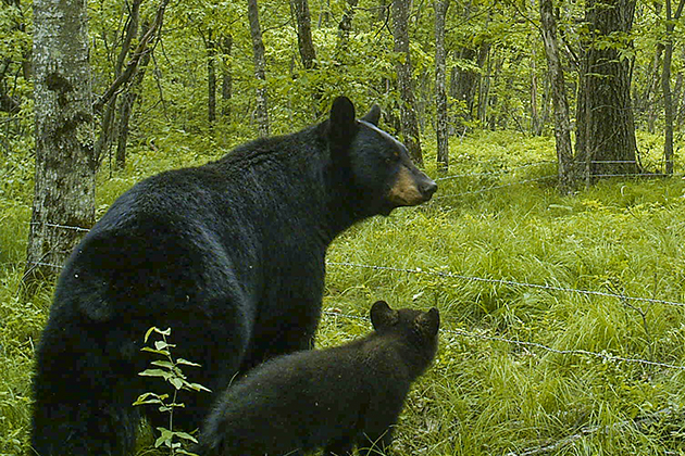Sightings of black bears in Connecticut are becoming increasingly common. (Photo courtesy of Tracy Rittenhouse)