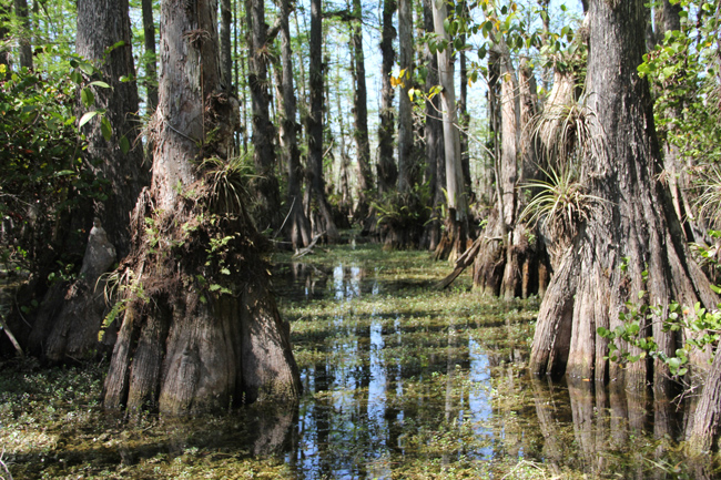 Cypress trees thrive in pools called cypress domes. (Kait­lyn Carroll/UConn Photo)
