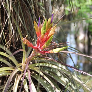 A bromeliad air plant bloom­ing deep in a cypress dome, a pool that col­lects in a lower ele­va­tion of the Ever­glades. (Kait­lyn Carroll/UConn Photo)