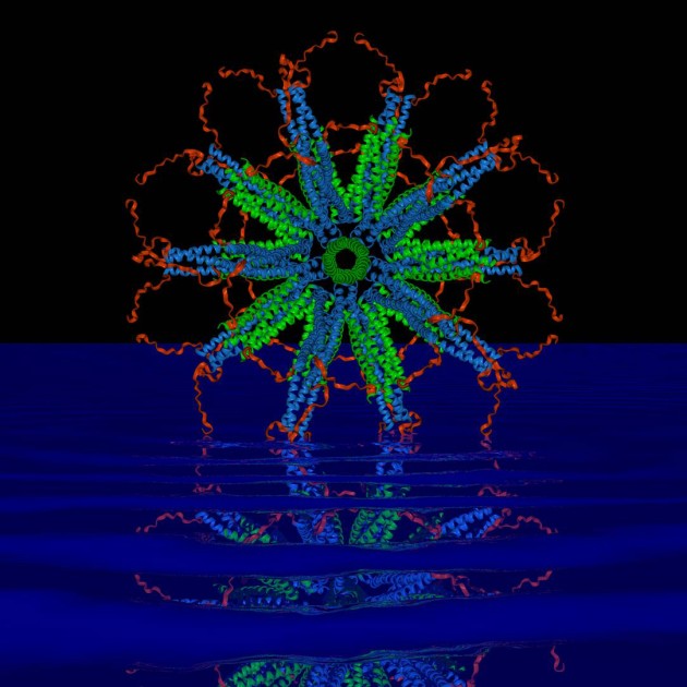 A computer image of a self-assembling protein nanoparticle that relies on rigid protein structures called 'coiled coils' (blue and green in the image) to create a stable framework upon which scientists can attach malaria parasite antigens. (Image courtesy of Peter Burkhard)