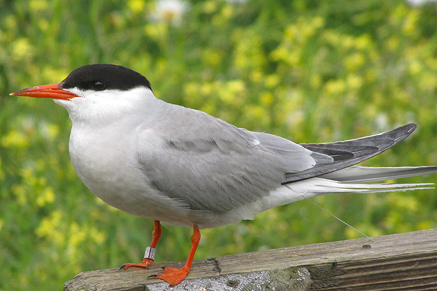 An adult Common Tern with an identifying band on its right leg. (Sheila Foran/UConn Photo)