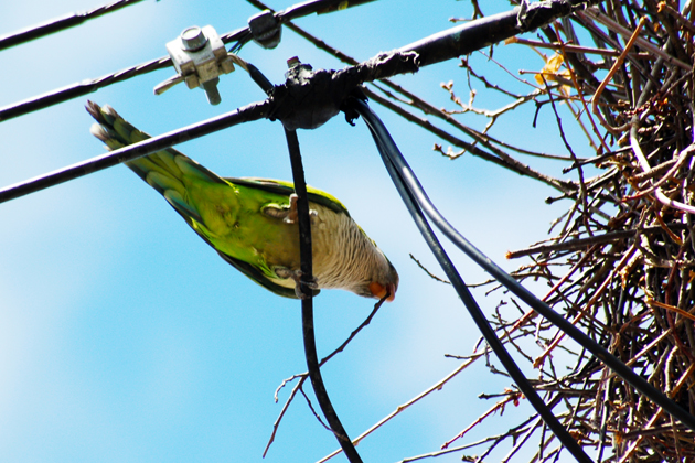 A Monk Parakeet with a twig in its beak at a nest in Stratford, Conn. (Kevin Burgio '10 (CLAS)/UConn Photo)