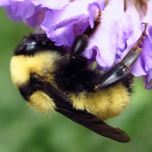 Golden Northern Bumble Bee (Bombus fervidus) queen. (Kim Phillips Photo)