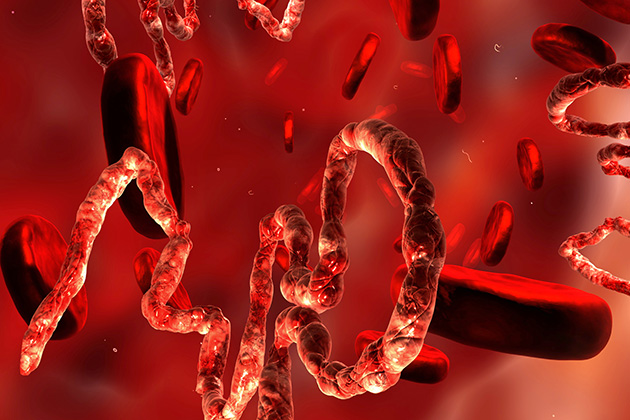 Antibodies in the blood, made by cells (B lymphocytes), are part of the body’s natural defense against infectious pathogens such as the Ebola virus. This microscopic rendering depicts the Ebola virus (the strands) surrounded by blood cells (the disks). (Shutterstock Photo)