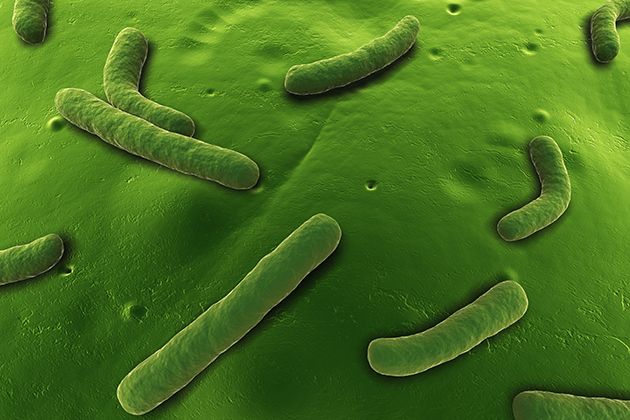 Aeromonas bacteria. (Thinkstock image)