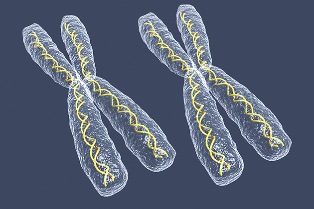 Two X chromosomes.