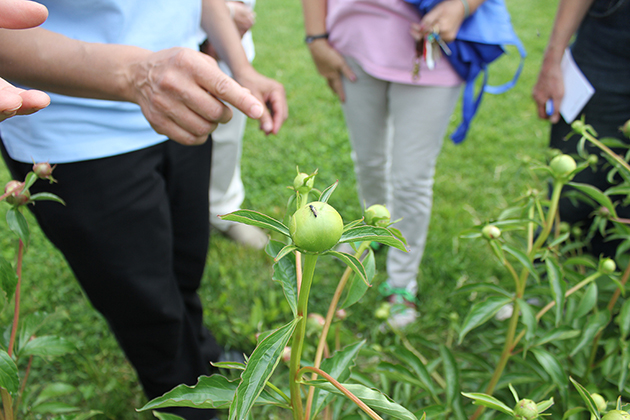 Associate extension professor Ana Legrand points out Tiphia on peonies to participants during a workshop in May. (Kevin Noonan/UConn Photo)