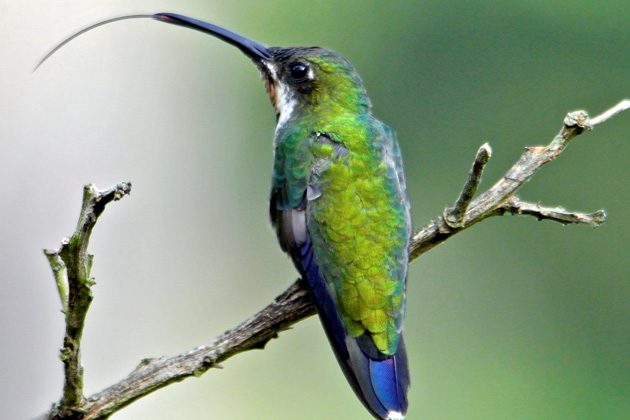 A juvenile male Black-throated Mango hummingbird (Anthracothorax nigricollis) extending his tongue after feeding. A hummingbird can extend its tongue twice the length of the bill to reach the nectar inside flowers. Finca El Colibri Gorriazul, Fusagasuga, Columbia (Kristiina Hurme Photo)