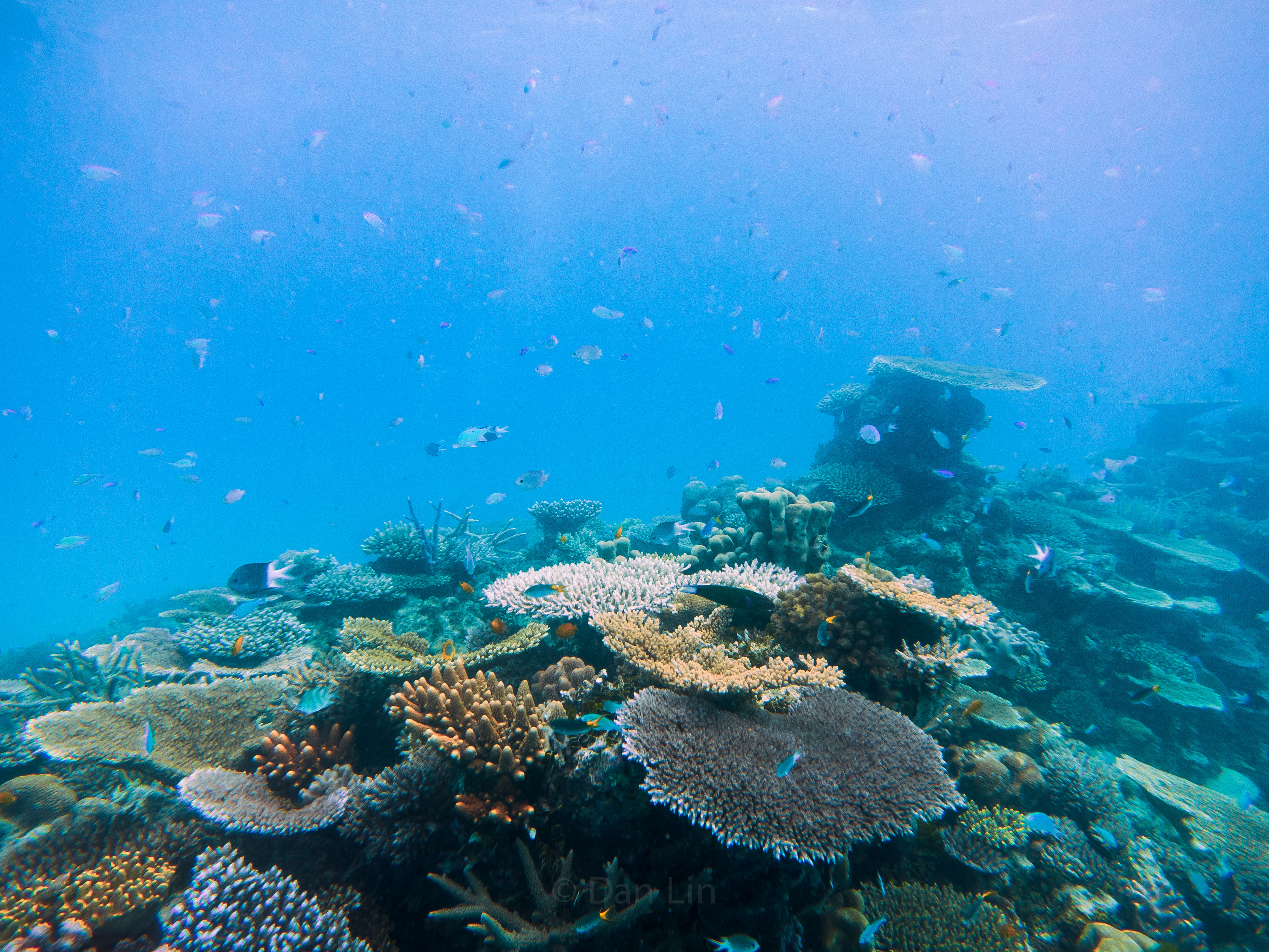 A healthy coral reef (Daniel H. Lin for UConn)