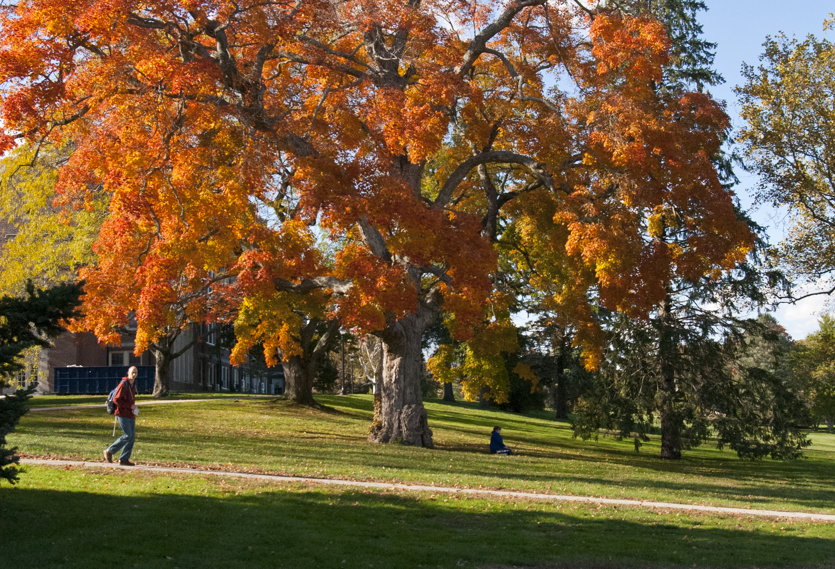 A student rests under a tree on the Great Lawn at the Storrs campus. (UConn File Photo)