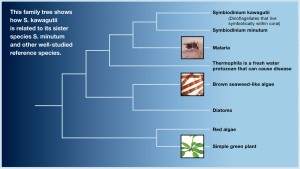 Small But Mighty: The Astounding Genome of the Dinoflagellate - UConn Today