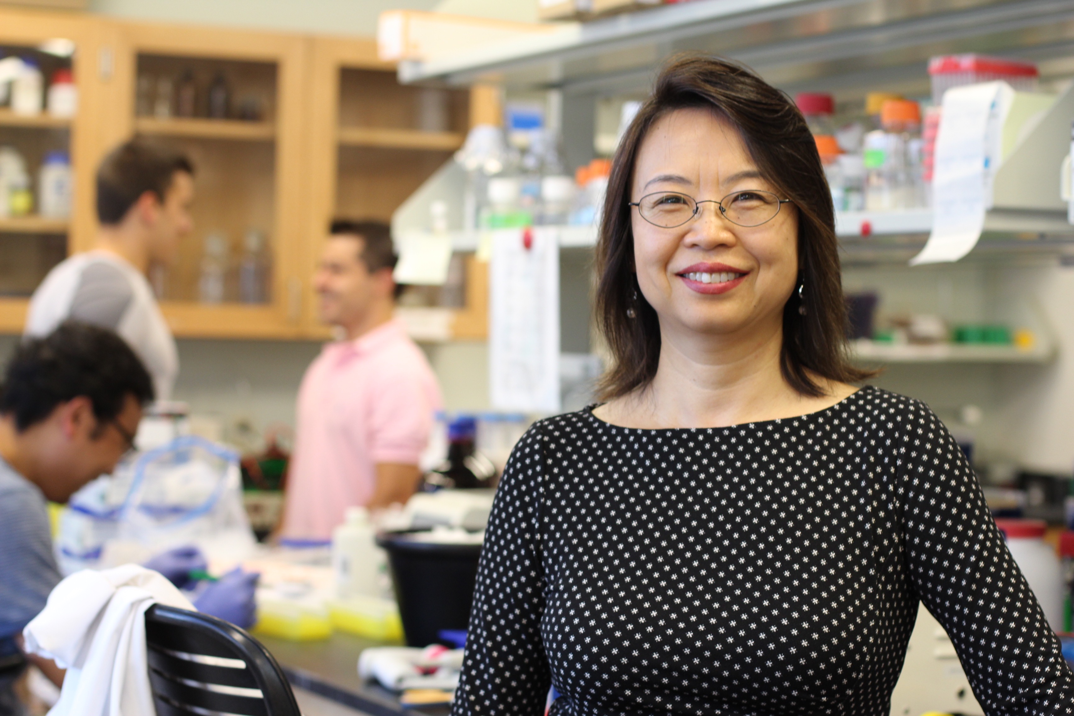 Professor of Physiology and Neurobiology Li Wang is a pioneer of new knowledge about the molecular biology and genetics of the liver and its diseases. (Christine Buckley/UConn Photo)