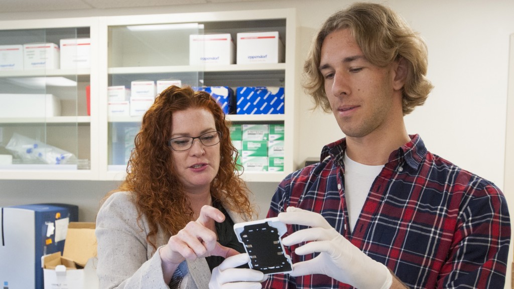 Undergraduate researcher Brendan Smalec in Rachel O'Neill's lab on Oct. 30, 2015. (Sean Flynn/UConn Photo)