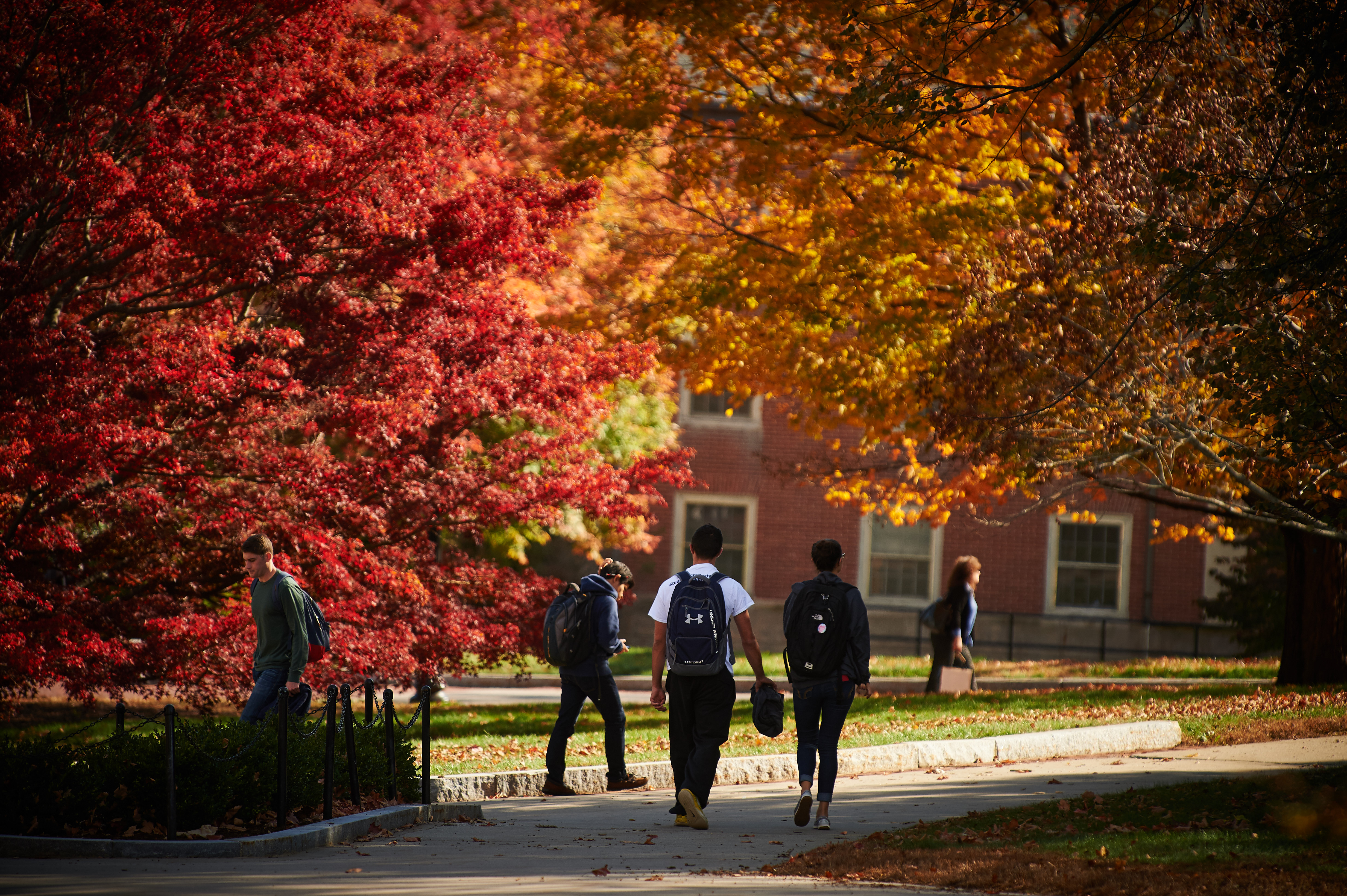 Students walk outdoors past fall foliage. (Peter Morenus/UConn