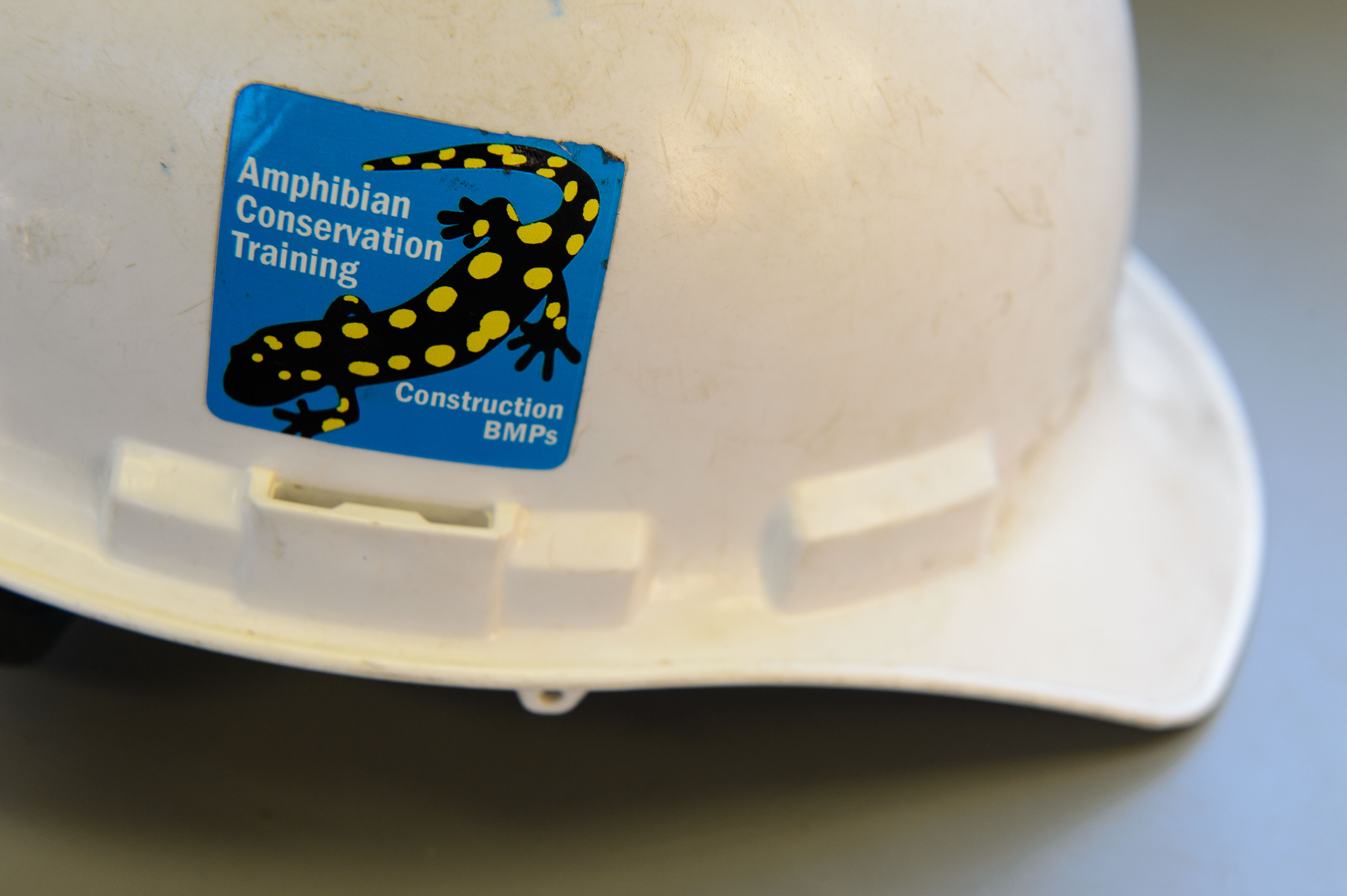 A construction worker's hard hat with a sticker noting that the workers had received training on the protection of the amphibians that live along the new road. (Peter Morenus/UConn Photo)