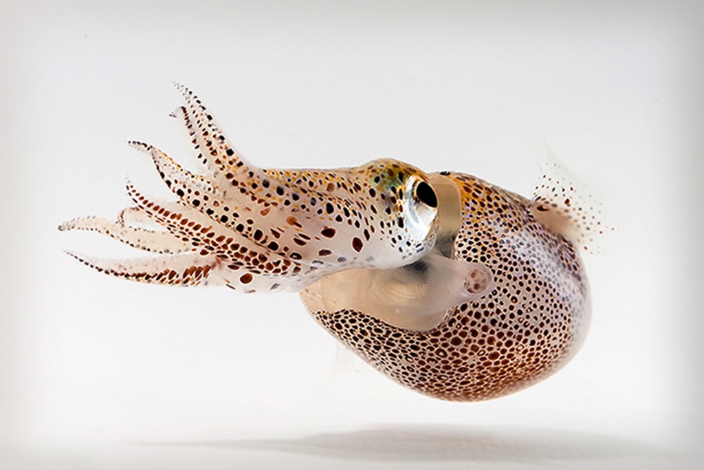 Bobtail squid. (Copyright Mattias Ormestad, www.kahikai.com, reproduced with permission)