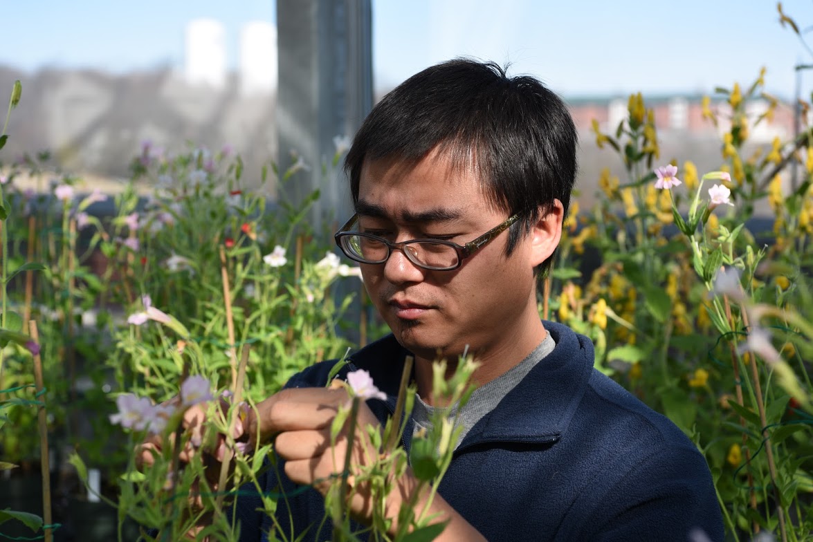 Yaowu Yuan, assistant professor of ecology and evolutionary biology, examines Monkey Flowers in the research greenhouse on top of the Torrey Life Sciences Building. (Ryan Glista '16 (CLAS)/UConn Photo)