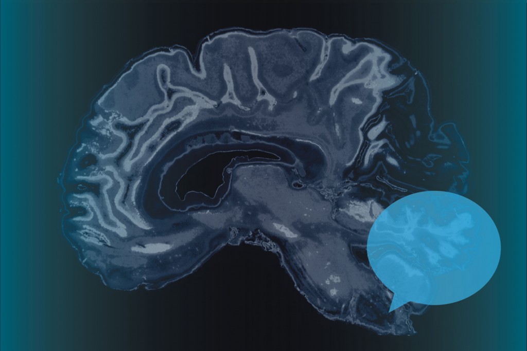 How the brain controls speech. (Christa Tubach/UConn Image)