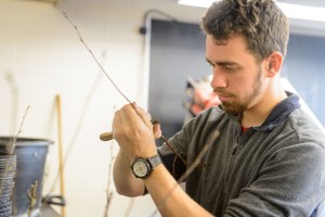 Nathan Wojtyna '16 (CAHNR) grafts Aronia mitschurinii plants at the Floriculture Greenhouse on May 1, 2015. This project was funded by an IDEA grant. (Peter Morenus/UConn Photo)