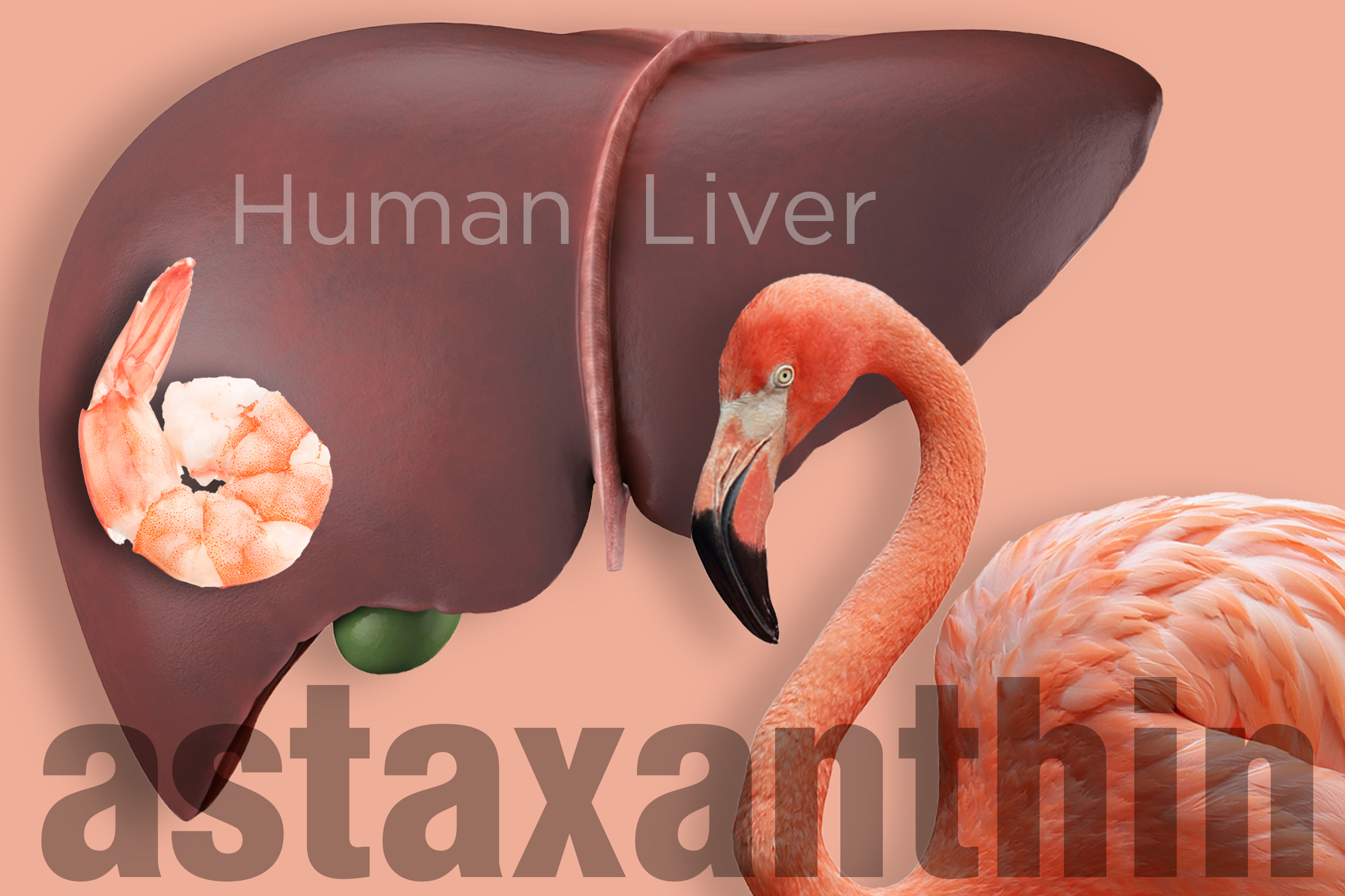 alcoholic human liver