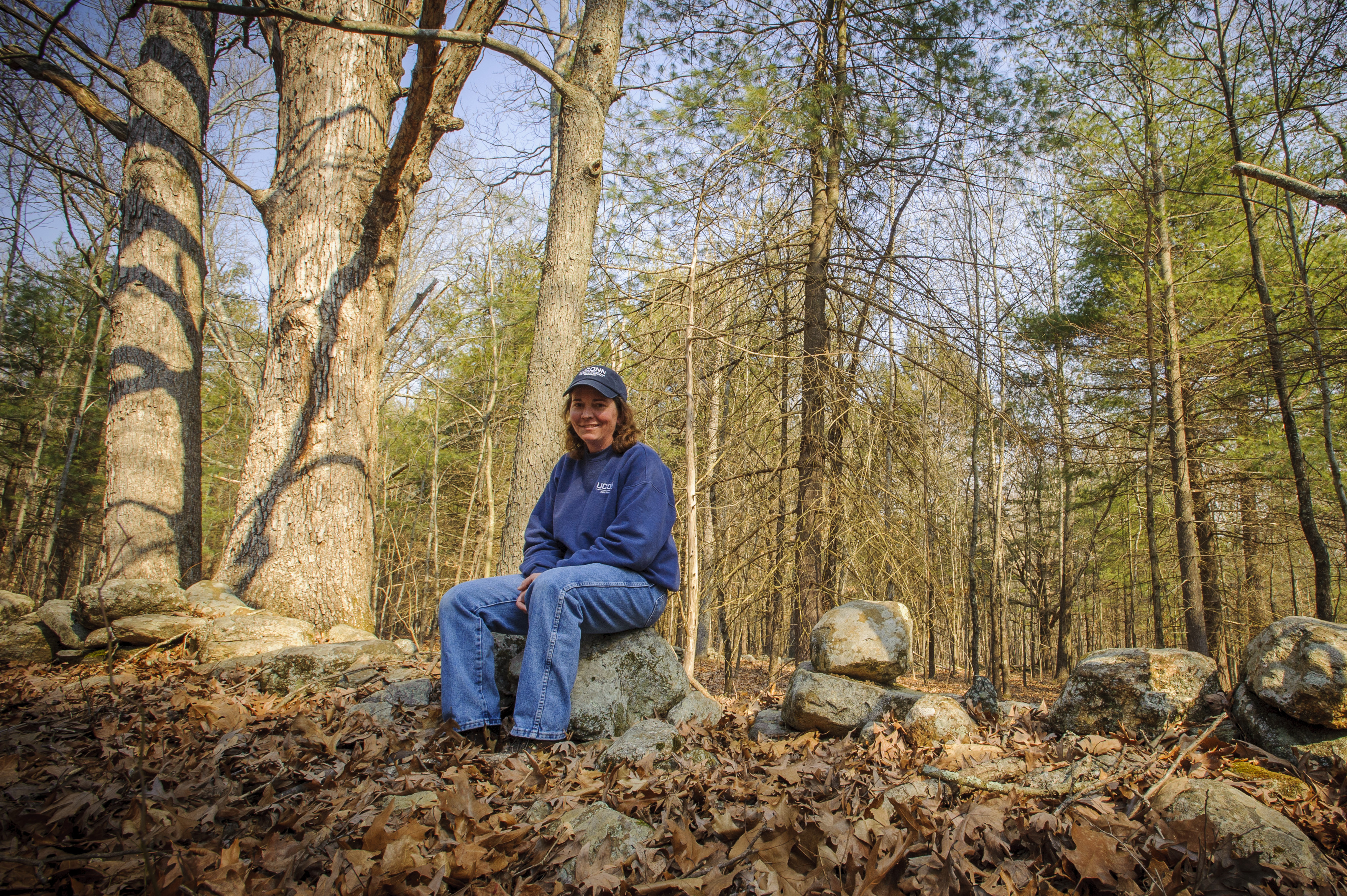 Manager of farm services Mary Kegler sits on the remains of a stone wall that once enclosed land used for grazing and crops. Large shade trees on the property will be retained for ecological and aesthetic purposes. (Sean Flynn/UConn Photo)