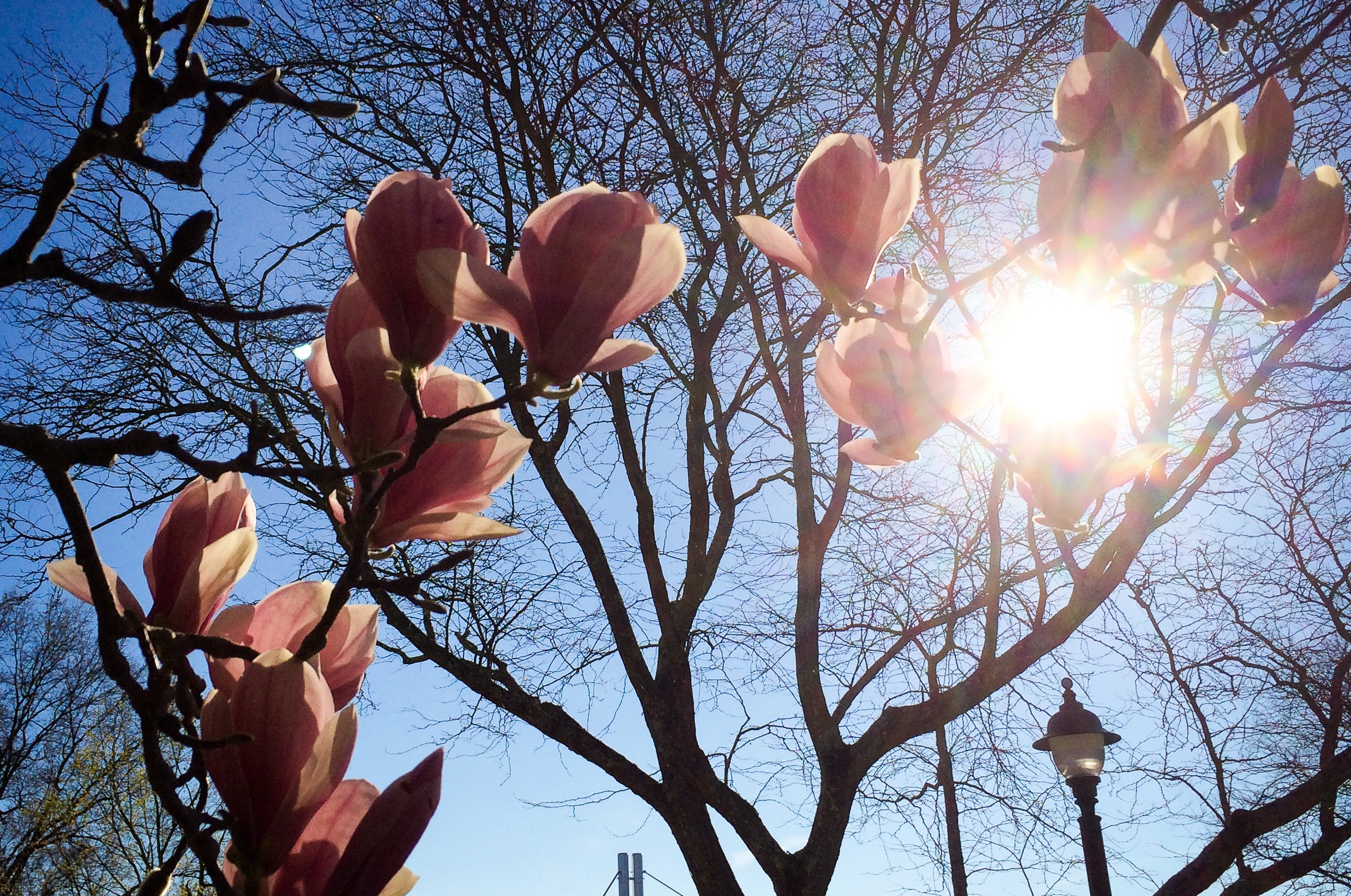 A magnolia tree blooms outside Ratcliffe Hicks Building on April 30, 2015. (Peter Morenus/UConn Photo)